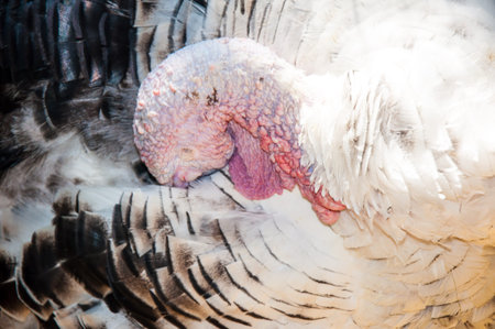 Turkey head