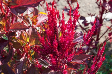 Amaranth has anticancer properties plant, it is called a miracle plant 21 centuryの写真素材