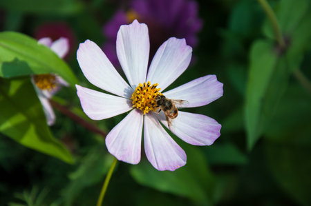 Wasp in search of flower nectar, city of Orenburg, Southern Ural, Russia