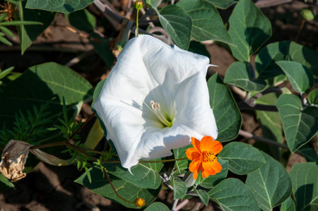 Datura flower he or nightshade family, city of Orenburg, Southern Ural, Russia