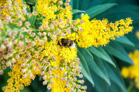 Insect in search of flower nectar, city of Orenburg, Southern Ural, Russia