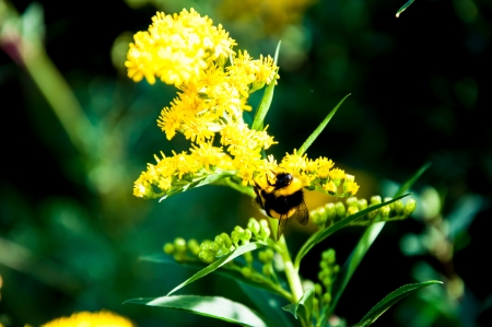 Insect in search of flower nectar, city of Orenburg, Southern Ural, Russiaの写真素材