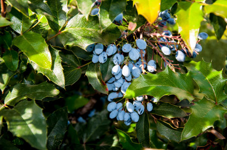 Mahonia aquifolium evergreen shrubs, the genus Mahoniaの写真素材