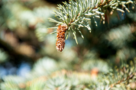 Strobile on spruce