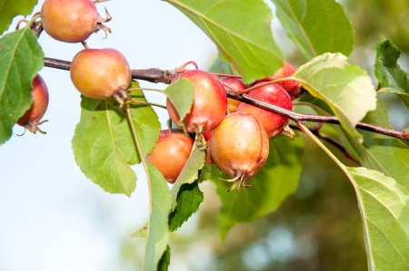 Malus baccata Red Obeliskの写真素材
