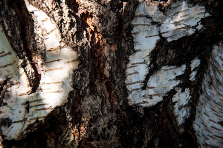 Details of the bark of the treeの写真素材