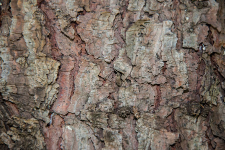 Details of the bark of the tree