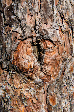 Details of the bark of the treeの写真素材