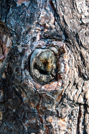 Details of the bark of the treeの写真素材