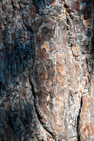 Details of the bark of the treeの写真素材