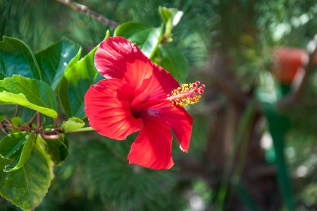 Hibiscus Chinese or Chinese rose, Latin name Hibiscus rosa-sinensisの写真素材