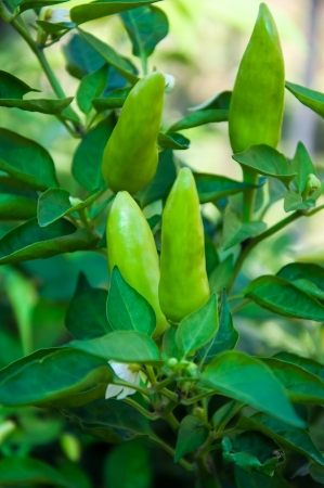 Pepper Bitter plant family Solanaceaeの写真素材