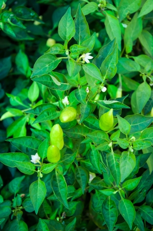 Pepper Bitter plant family Solanaceaeの写真素材