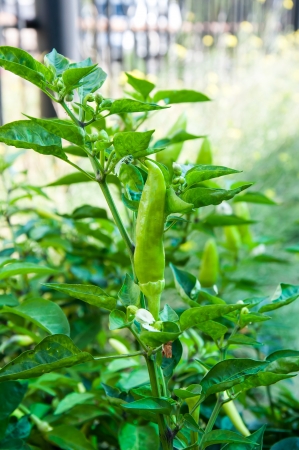 Pepper Bitter plant family Solanaceaeの写真素材