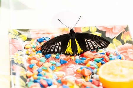 Troides Rhadamantus or Butterfly financial prosperityの写真素材