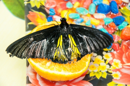 Troides Rhadamantus or Butterfly financial prosperityの写真素材