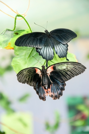The male Butterfly Papilio Lowiの写真素材