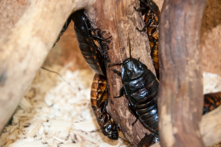 Large tropical genus of cockroach Gromphadorhina family Blaberidaeの写真素材