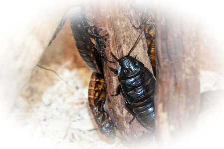 Large tropical genus of cockroach Gromphadorhina family Blaberidae