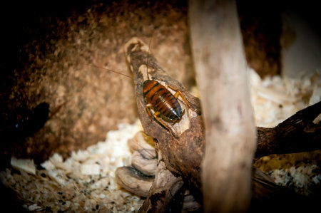 Large tropical genus of cockroach Gromphadorhina family Blaberidaeの写真素材