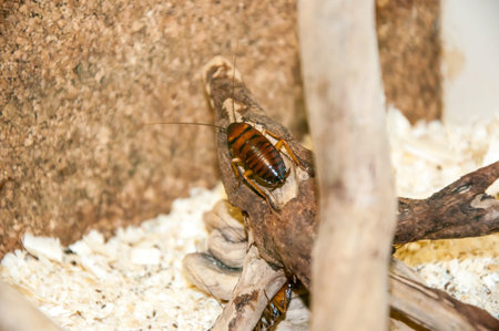 Large tropical genus of cockroach Gromphadorhina family Blaberidae