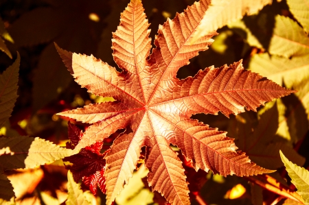 The leaves in the autumn seasonの写真素材