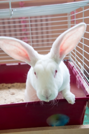 Rabbit Butterflyの写真素材