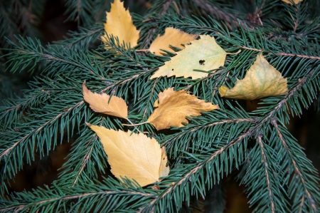 Winter is coming. Autumn leaves on spruce needles, city of Orenburg, Southern Ural, Russiaの写真素材