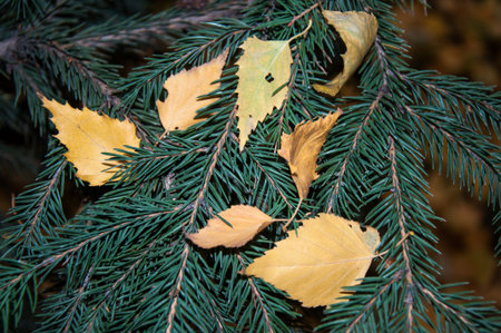 Winter is coming. Autumn leaves on spruce needles, city of Orenburg, Southern Ural, Russiaの写真素材