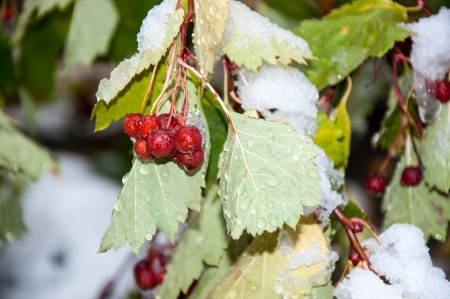 Hawthorn berries and the first abnormal snow, city of Orenburg, Southern Ural, Russiaの写真素材