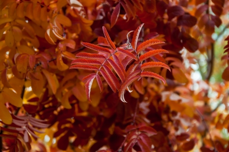 Multicolored paint autumn Rowan, city of Orenburg, Southern Ural, Russiaの写真素材