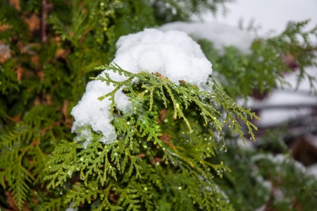 The first unexpected snow and autumn leaves, 05 10 2013, city of Orenburg, Southern Ural, Russiaの写真素材