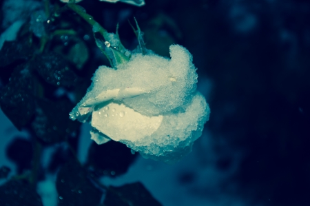 Rose on new years Eve 2014 year!の写真素材