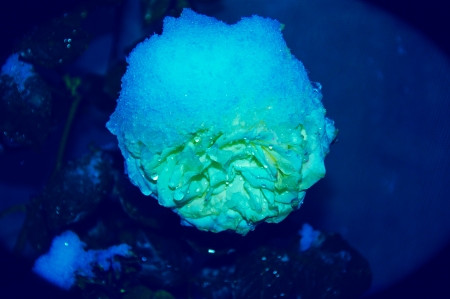 Rose on new years Eve 2014 year!の写真素材