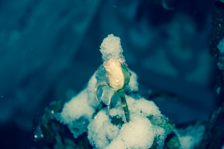 Rose on new years Eve 2014 year!の写真素材