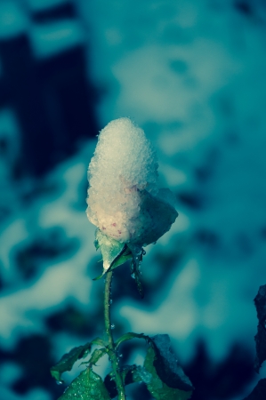 Rose on new years Eve 2014 year!の写真素材