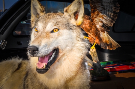 Stuffed Wolf, city of Orenburg, Southern Ural, Russiaの写真素材