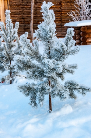 The little fir tree and soft fluffy snowの写真素材