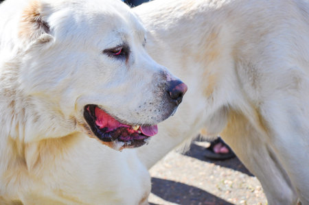 Pets take part at the summer exhibition of dogs