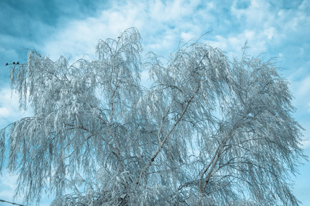 White fluffy snow on white birchの写真素材