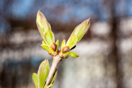 LILACS in the spring, the first spring leaves