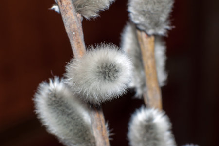 Willow sprigs to bloom for Easter for the feast of the radiant resurrection of Christ