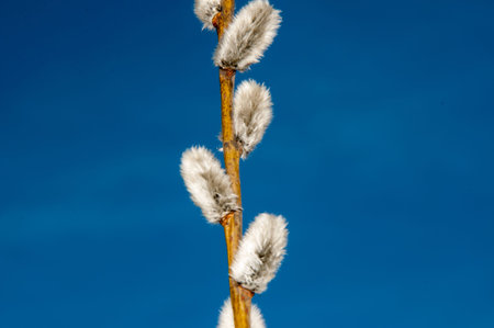Willow sprigs to bloom for Easter for the feast of the radiant resurrection of Christ