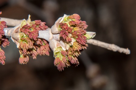 Maple tree and Bush species of plants in the family Sapindaceaeの写真素材