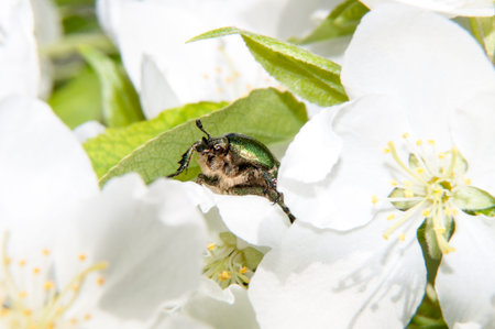 Chafer genus of insects of the family of scarab