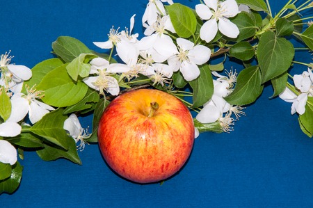 Apple fruit of the Apple tree, which is eaten fresh, serves as a raw material in food and drinkの写真素材