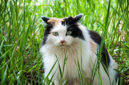 The domestic cat is a mammal of the cat family of raptorsの写真素材