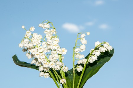 Lily of the Valley may perennial grass lily familyの写真素材