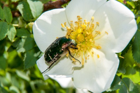 Chafer genus of insects of the family of scarabの写真素材