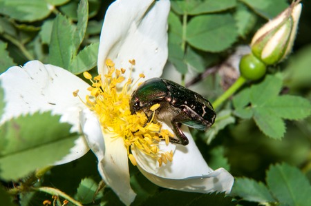 Chafer genus of insects of the family of scarabの写真素材